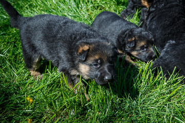 closeup little german shepherd puppies play on green grass