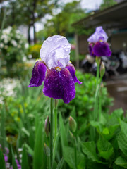 春の花_紫