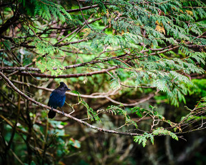 Blue tail bird resting on a branch