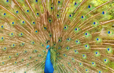 Obraz premium a peacock shows its feathers