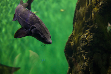 Sturgeon species of fish in the aquarium. Sturgeon in the waters.