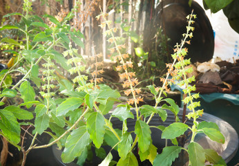 Basil tree trees close up