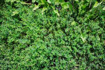 Obraz premium The texture of green grass. Little grass on the lawn in the city. Summer