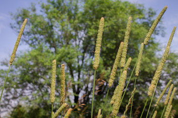 Spikelets of grass on a background of blue sky and trees. Floral background. copy space