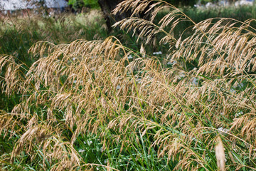yellow ears of grass on a green background. Urban plants.