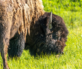 American Bison in a green grass valley