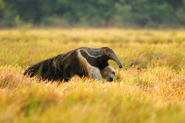 giant anteater (Myrmecophaga tridactyla), also known as the ant bear