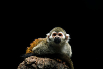 Common squirrel monkey (Saimiri sciureus)