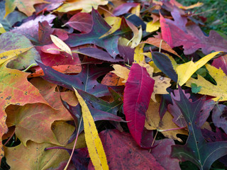 fall leaves 7