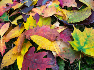 fall leaves 8