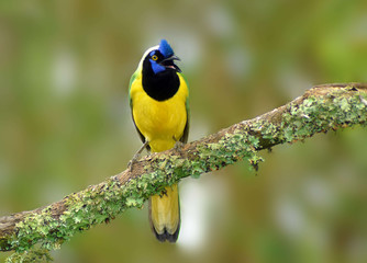 Green Jay (Cyanocorax yncas)