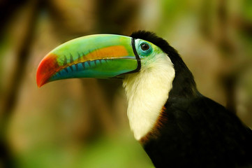 Keel-billed Toucan (Ramphastos sulfuratus) 
