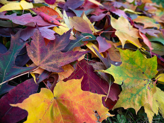 Fototapeta na wymiar fall leaves 9