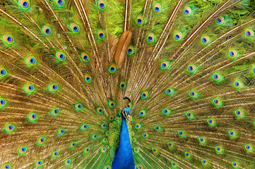 a peacock shows its feathers
