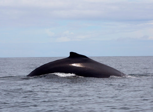 humpback whale (Megaptera novaeangliae)