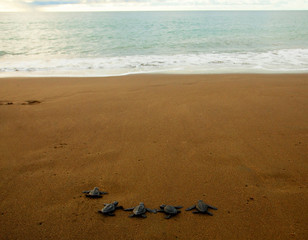 olive ridley sea turtle (Lepidochelys olivacea)