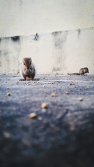 a beautiful and amazing shot of miss squirrel