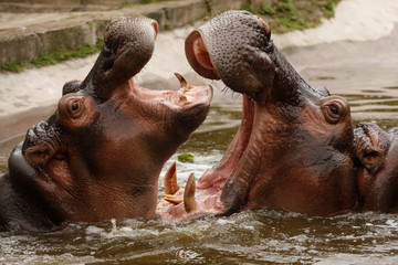 two hippopotamus play in the zoo lake