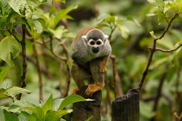 Common squirrel monkey (Saimiri sciureus)