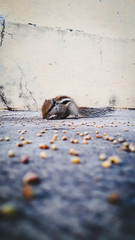 its easy to simple when you have a squirrel's intellect