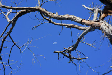FarAway moon over daylight sky with blur  foreground of tree branch