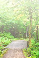 Forest area near River Malbaie in Quebec, Canada