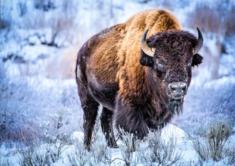 Foto op Plexiglas Buffel Grote mannelijke byzon die in de sneeuw staat en naar de camera staart