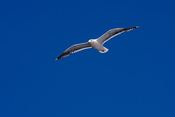 ペドロパブロフスクカムチャキー