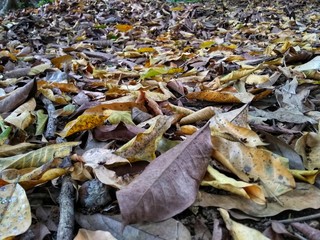 Dry leaf litter, texture background