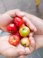 tomatoes in hand