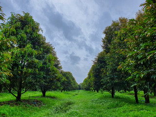Durian farm garden cloudy