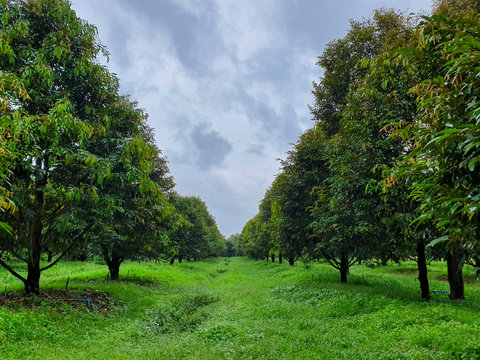 Durian Farm Garden Cloudy