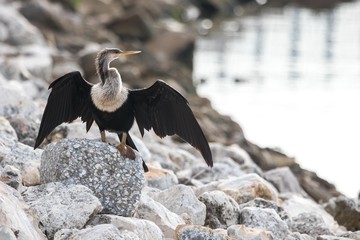 wildlife