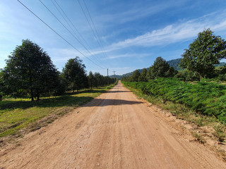 Durian farm garden with road