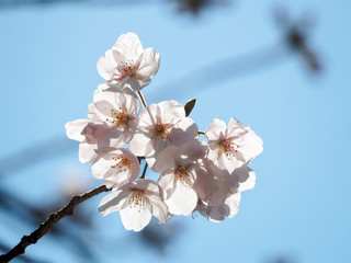 Backlit bunch of cherry blossoms