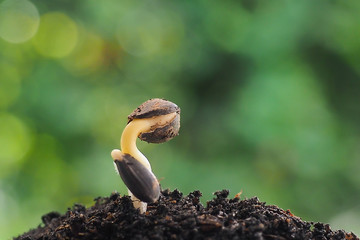 Sunflower seedlings are sprouting from seeds.