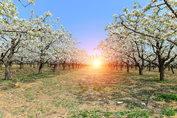 Pear flower in full bloom in spring