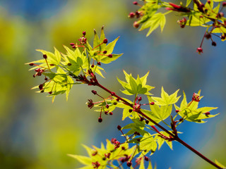 Young maple leaves