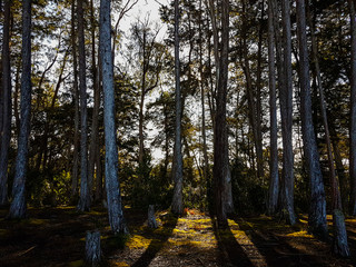 forest of Parque Arvi, Medellín, Colombia
