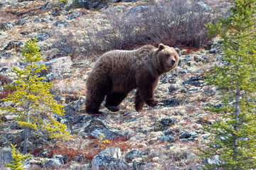 Grizzly Bear [ursus arctos horribilis] in the mountain above the Savage River in Denali National...