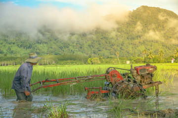 rice farming, walking tractor on green rice field in countryside, Farmers were plowing in...