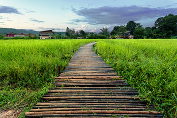 Obraz premium Old brown wooden bridge beside green rice field in the evening/morning at Nakornnayok, Thailand