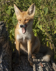 red fox vulpes vulpes