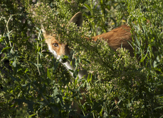 Fototapeta premium red squirrel in the forest