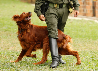 police dog training