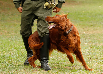 police dog training