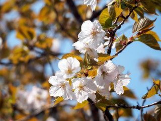 White cherry blossoms with leaves