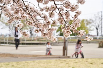 桜が満開の公園で遊ぶ親子