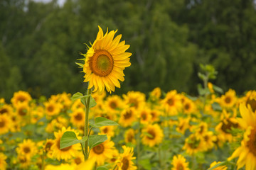 One sunflower reaches for the sun.