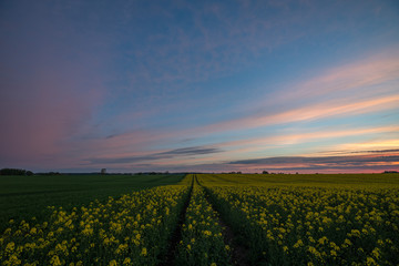 Rapeseed and sunset